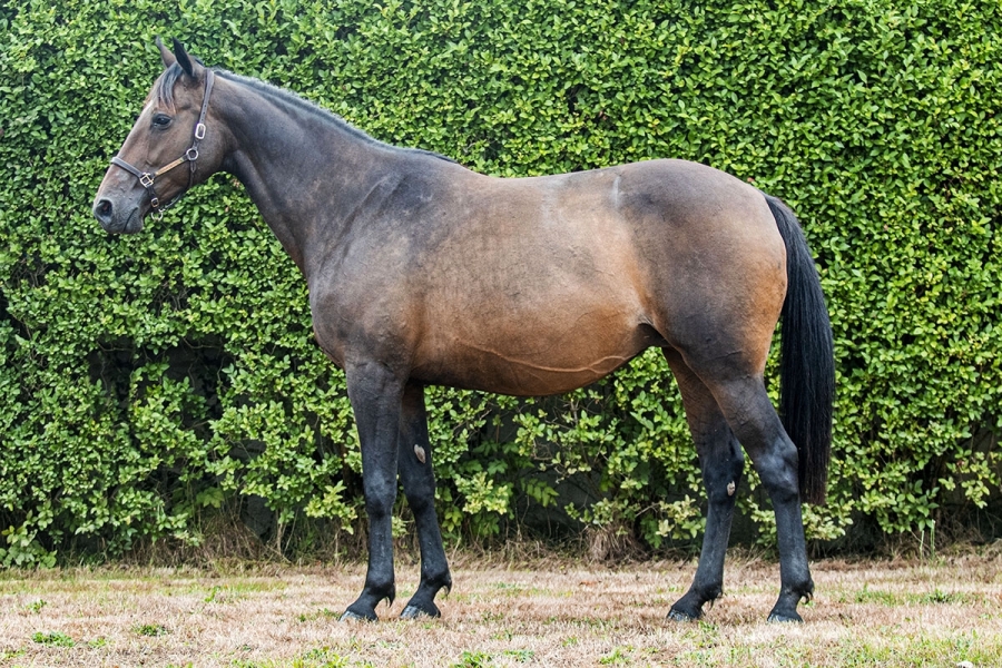 POULINIERES A VENDRE ...