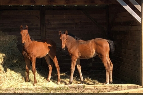 KILLIAN DE LOU (Real de Lou-Unora de Lou)...