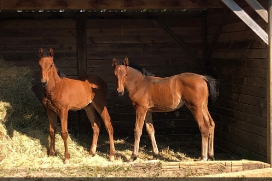 KILLIAN DE LOU (Real de Lou-Unora de Lou)...