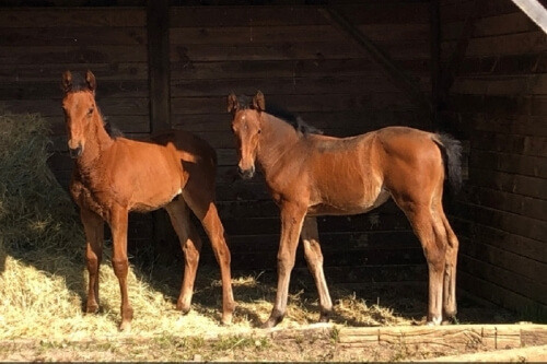 KOURGA DE LOU (Face Time Bourbon-Aosta de Lou)...