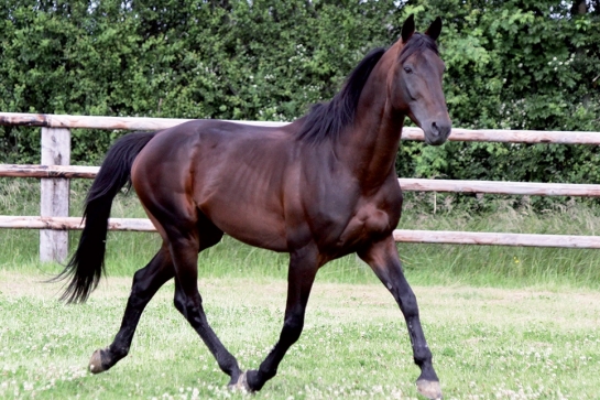 REAL DE LOU ( Jag de bellouet-Kooka de Lou)...