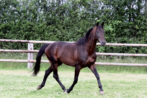 KYSKO DE LOU (Real de Lou-Bahia de Lou...