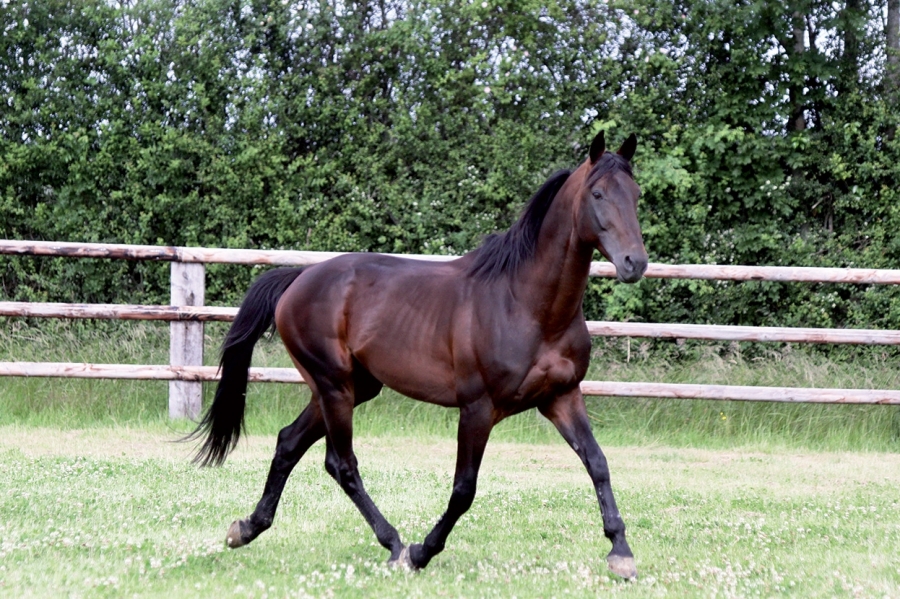 KYSKO DE LOU (Real de Lou-Bahia de Lou...