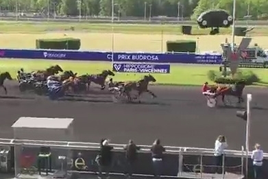 JUNON DE LOU (.Real de Lou-Saba du Vivier).