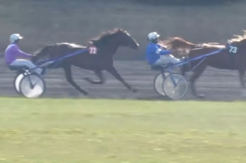 LAZARRO DE LOU (Un Mec D'héripré- Unora de Lou)