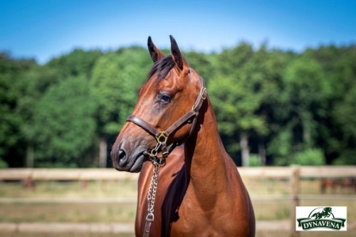 LA PERLA DE LOU  (Goetmals wood-Donnatella de Lou)