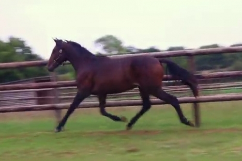 LUNDU DE LOU (Real de lou- Ukraine du vivier)...