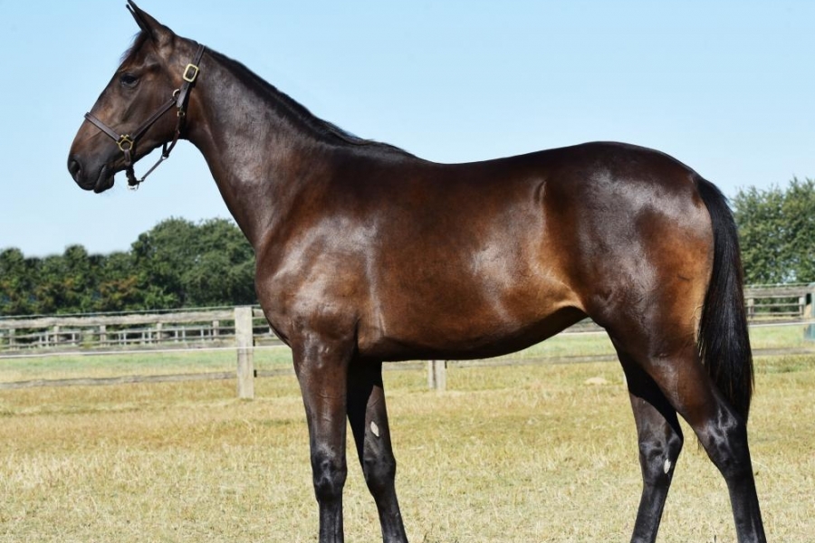 LAUREATE DRY (Real de Lou-Akita Dry par Nice love)...