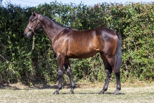 LAMBADA DE LOU (Brillantissime-Selecao de Lou)