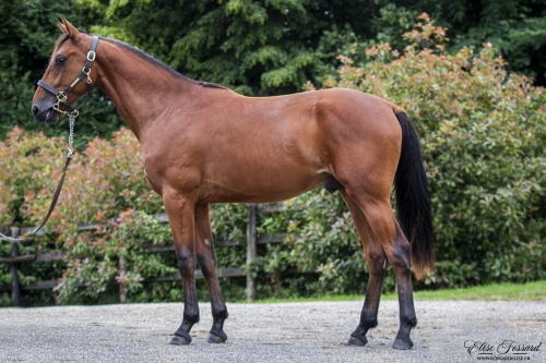 MAGNIFICO DE LOU Love You- Donatella de Lou)