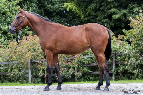 MAIA DE LOU ( Real de Lou-Bahia de Lou)