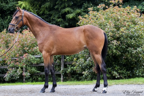 MARBELLA DE LOU (Gu d'héripré-Diana du chatelet)...