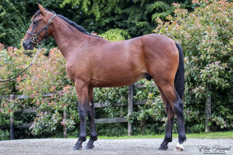 MONTEROSSO DE LOU ( Booster winner-Dolce vita de Lou)...