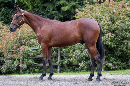 MONUMENTAL DE LOU ( Very Nice Marceaux-Ginga de Lou)