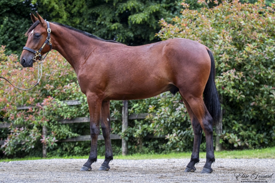 MONUMENTAL DE LOU ( Very Nice Marceaux-Ginga de Lou)