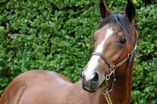 KONTIO DE LOU (Real de Lou-Donna de Lou)