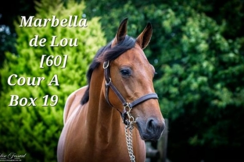 ventes AUCTAV du jeudi 24 août au Haras de Bois Roussel