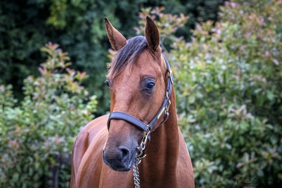 ventes AUCTAV du jeudi 24 août au Haras de Bois Roussel