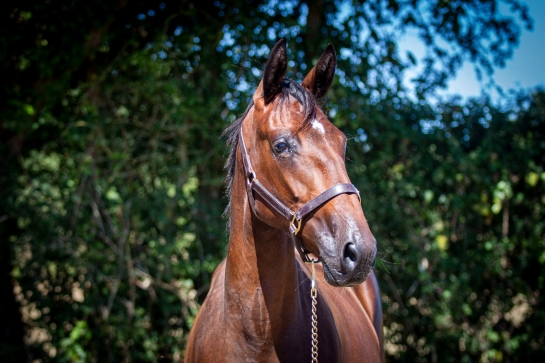 LUCIOLA DE LOU ( Real de Lou-Vikivera de Lou)...