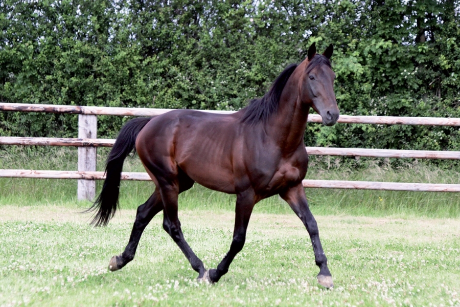 LUGANO DE LOU ( Up and quick - Kooka de Lou)