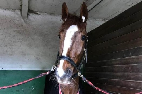 LUCKY DE LOU (Espoir Prestance-Delmonica de Lou)...
