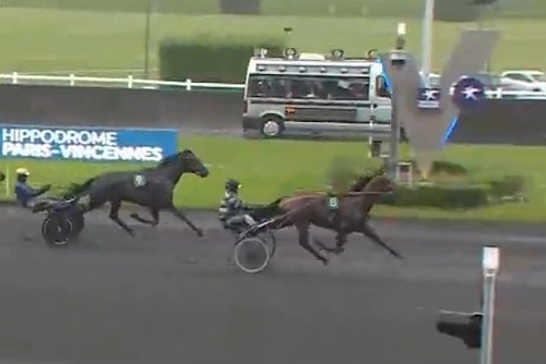 KOZIELLO DE LOU ( Real de Lou- Delmonica de Lou)