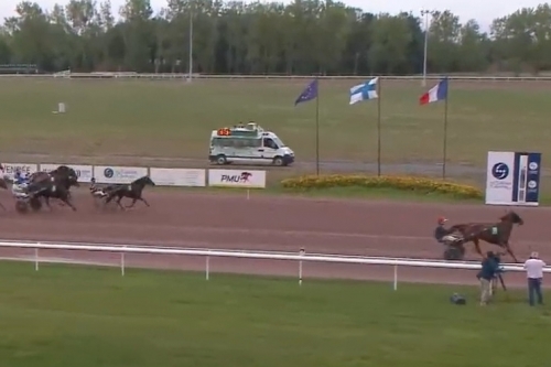 JAMAICA DE LOU (Real de lou-Unora de Lou)...