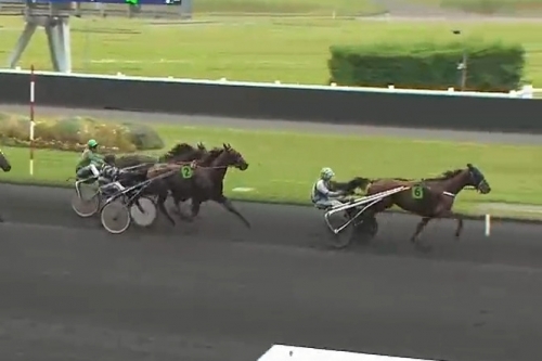 KOZIELLO DE LOU (Real de Lou- Delmonica de Lou)...