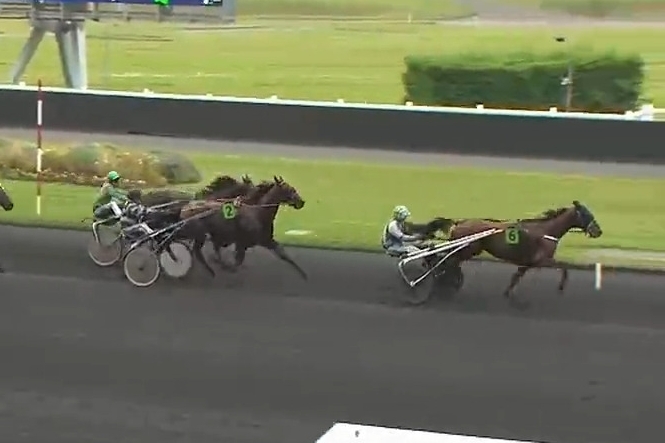 KOZIELLO DE LOU (Real de Lou- Delmonica de Lou)...