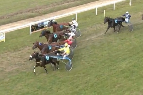 JUST GIGOLO DE LOU ( Un amour d'haufor-Sierra de Lou)...