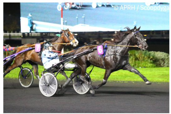 HENRIQUE (Real de lou - Bella wood)...