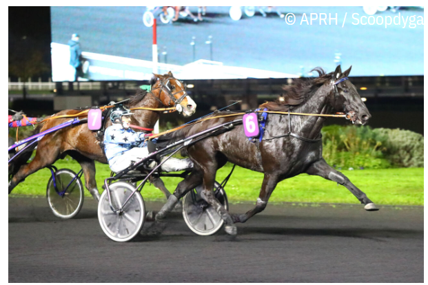 HENRIQUE (Real de lou - Bella wood)...