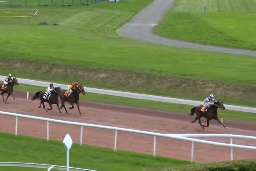 ILLICO DE LOU (Real de Lou-Buenavista de lou par Goetmals wood)...