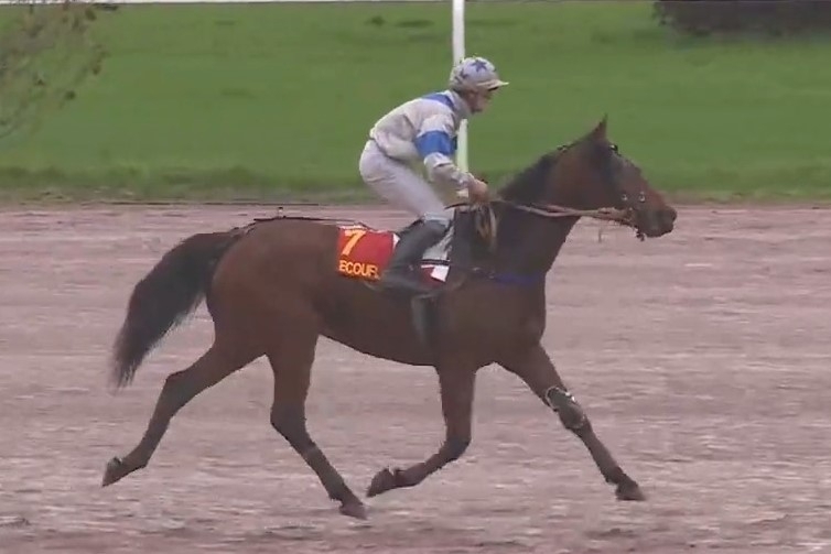 ILLICO DE LOU (Real de Lou-Buenavista de Lou par Goetmals wood)