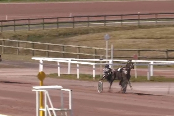 .MAROCO DE LOU (Real de lou-Bellissima de Lou par Saxo de Vandel..