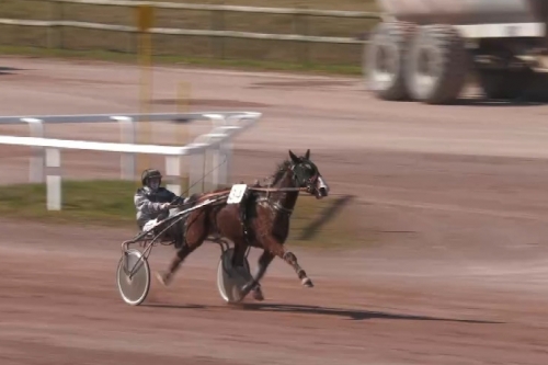 MIA CARA BOND (Real de Lou-Duchesse darling par Sam...