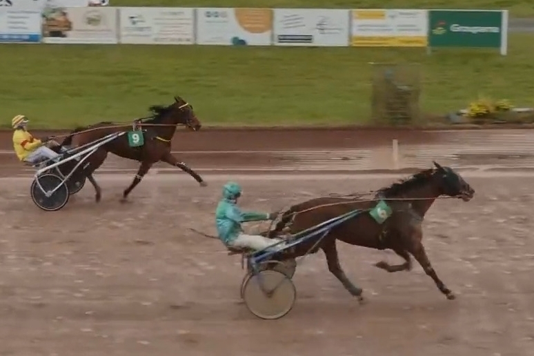 ..LA PERLA DE LOU (Goetmals wood-Donatella de Lou par Jag de bellouet).