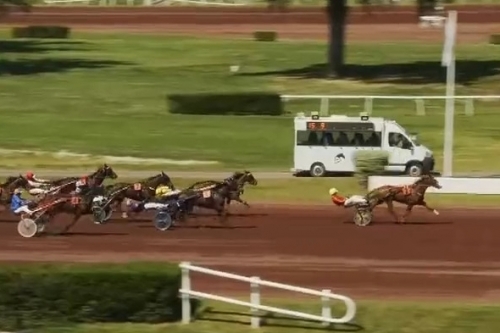 LA PERLA DE LOU (Goetmals wood-Donnatella de Lou)...