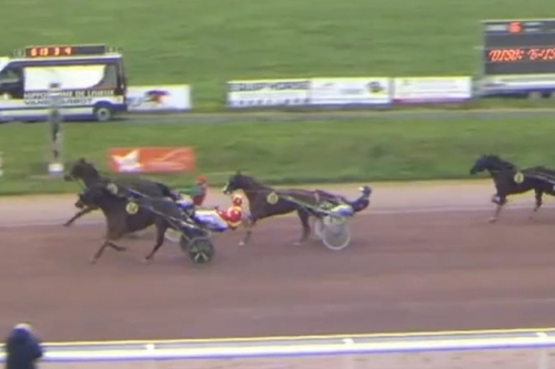 .L'AS DE SMARVES (Excellent-Fiorentina de Lou)) .