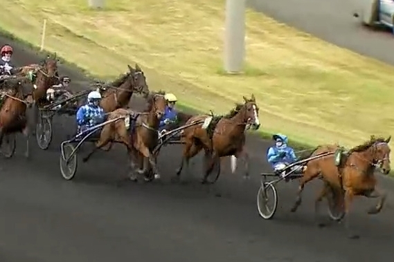 LAUREATE DRY (Real de Lou - Akita dry par Nice love)...