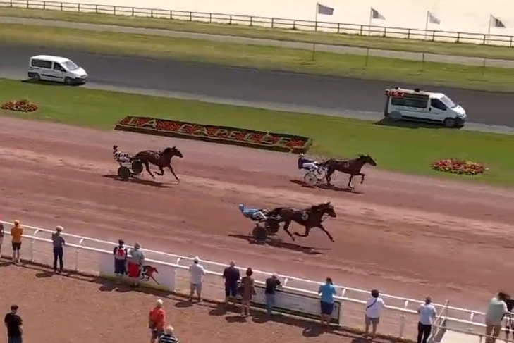 .JAMAICA DE LOU (Real de lou-Unora de lou par Goetmals wood)..