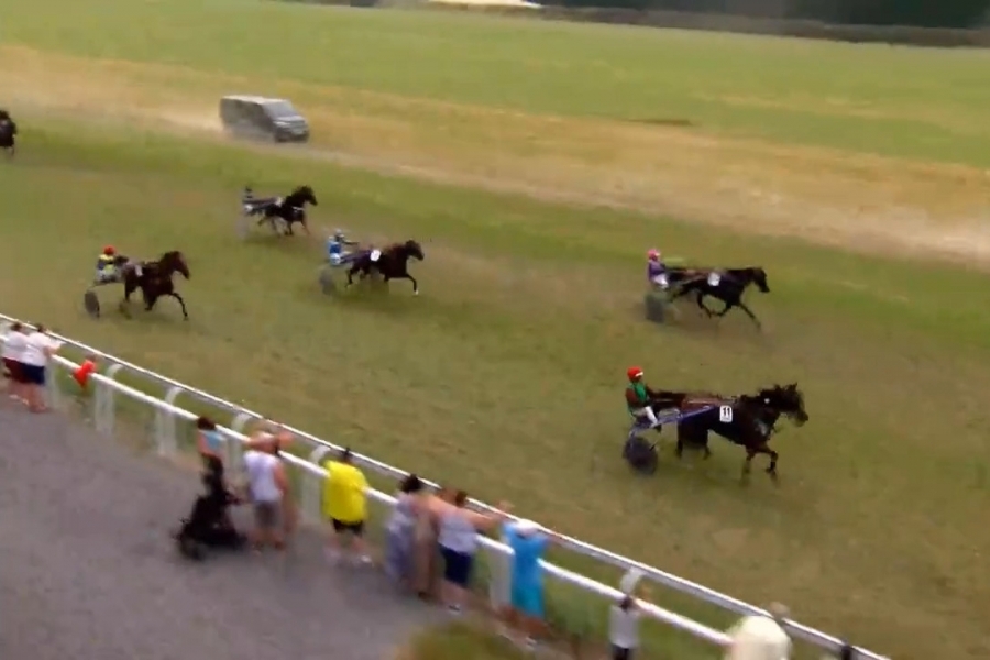 KILLIAN DE LOU ( Real de lou-Unora de lou par Goetmals wood)