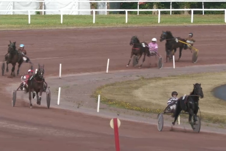 MUST DE LOU (Fabulous wood-Daida de vandel par Real de Lou) ...