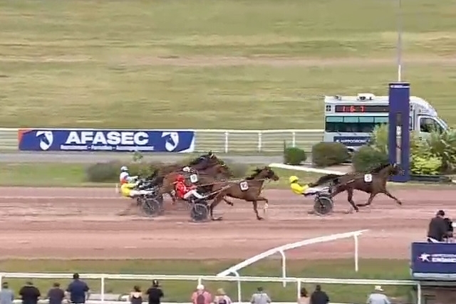 LOMBARDO DE LOU (Fabulous wood-Tanga de Lou par Kiwi)...