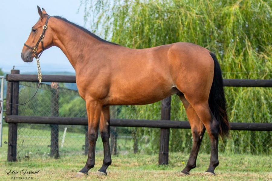 Ventes de Deauvile...