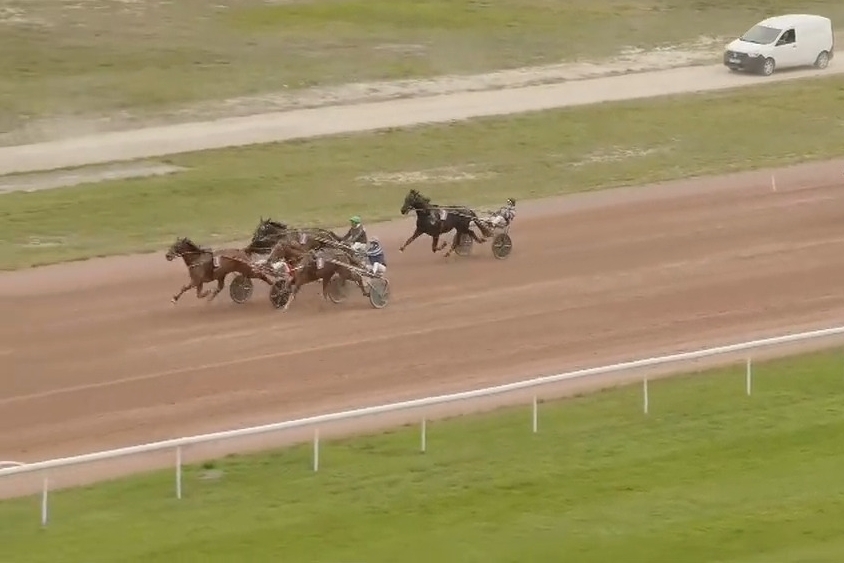 ..MUST DE LOU (Fabulous wood-Daida de vandel par Real de lou).