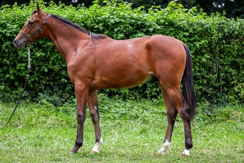 MAGICO DE LOU (Un mec d'héripré-Flora de Lou)...