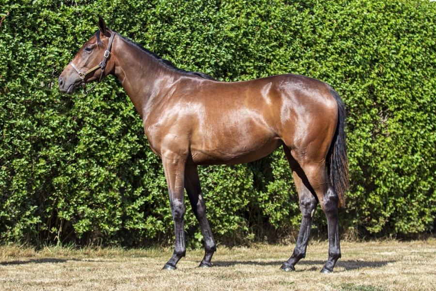 LOU GIRL (Kapgarde-Lou Princess par Turgeon)...