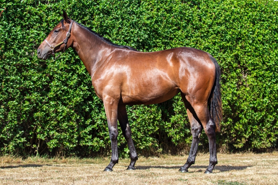 LOU GIRL (Kapgarde-Lou Princess par Turgeon)...