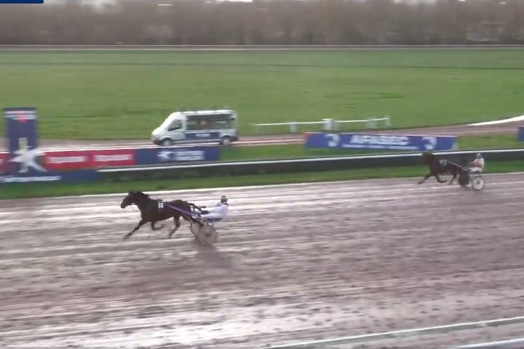 MARBELLA DE LOU (Gu d'héripré-Diana du chatelet par Real de lou)...